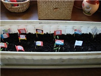 841c95b7-Paradajzi niknuli (640x480).jpg